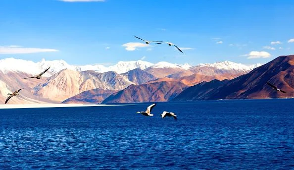 Leh  – Nubra  – Pangong  Trips trip poster