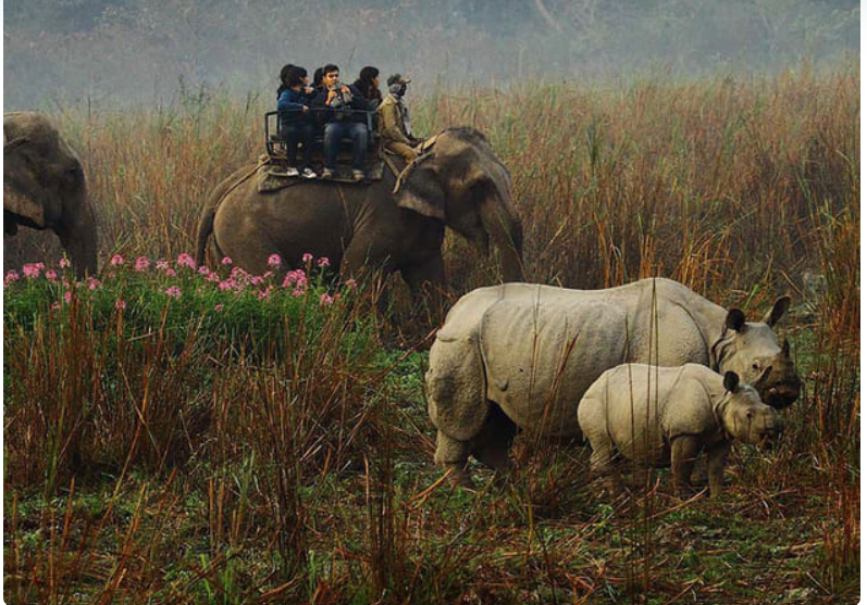 Kaziranga Meghalaya trip poster