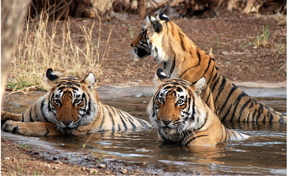 Ultimate Uttarakhand trip poster