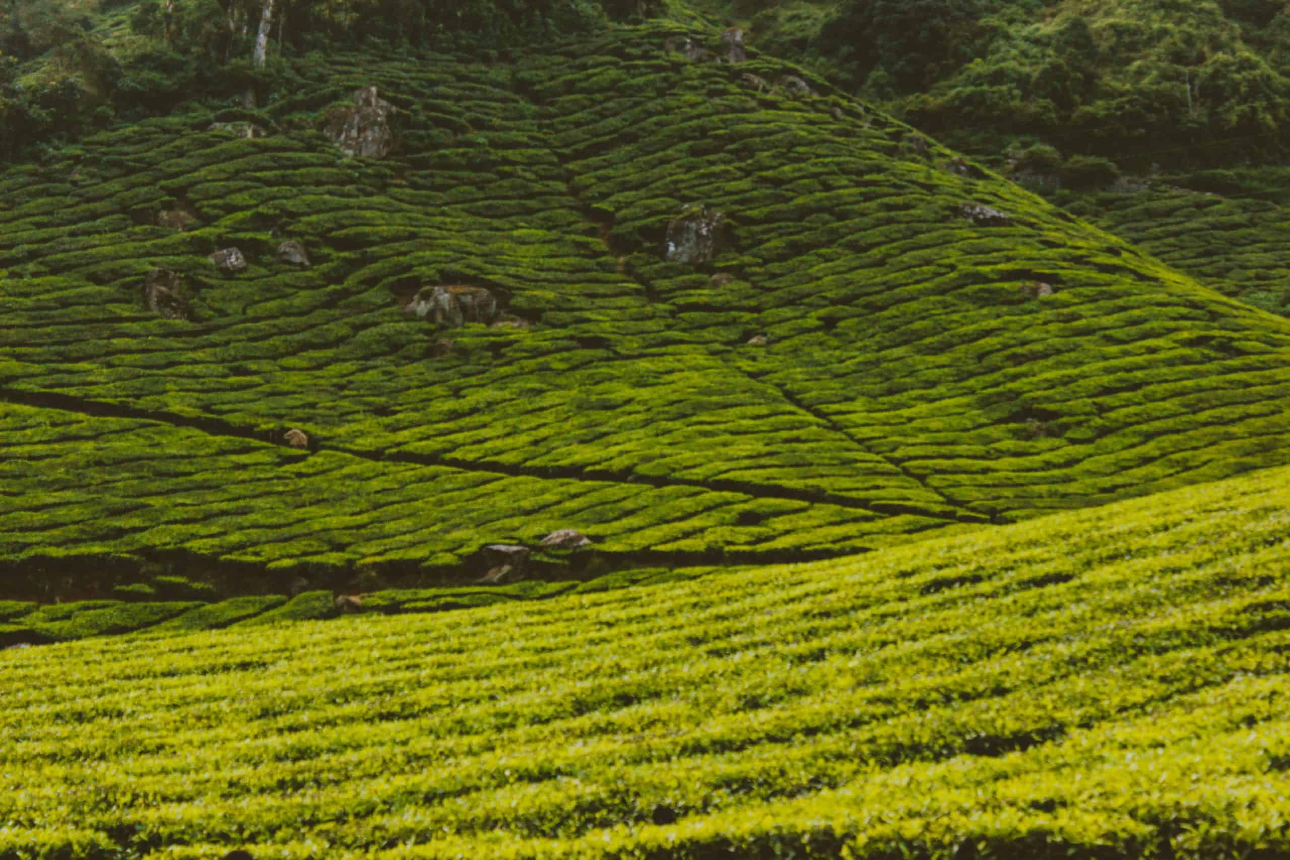 Coorg-Ooty trip poster